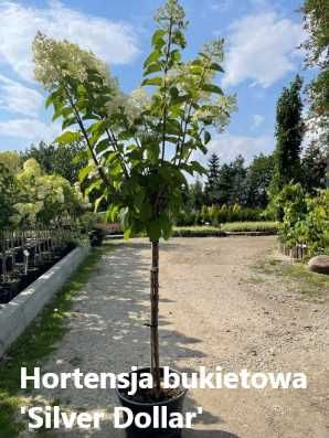 Grusza drobnoowocowa 'Chanticleer'