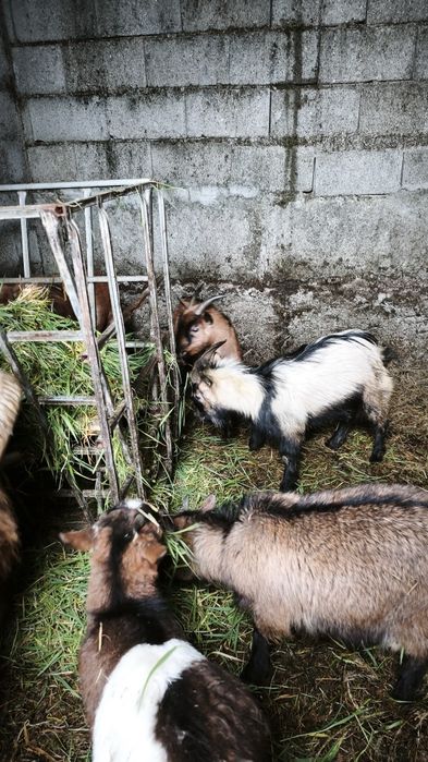 Chibo Anão a Cobrir Bem