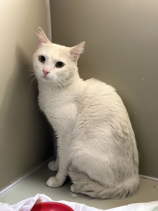 Котик хлопчик в добрі руки