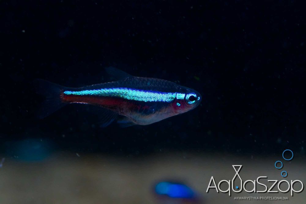 Neon simulans ( Paracheirodon simulans ) - AQUASZOP