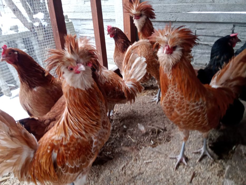 Czubatki wielbłondzie