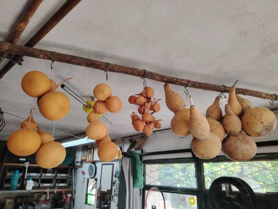 Cabaças decoracao naturais varios tamanhos