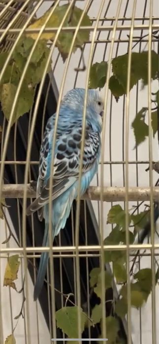 Papużka falista z wyposazeniem