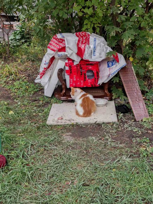 Отдам пушистого рыже-белого кота, умерла хозяйка