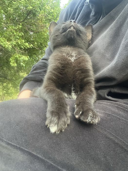 Віддам кошеня дівчинку