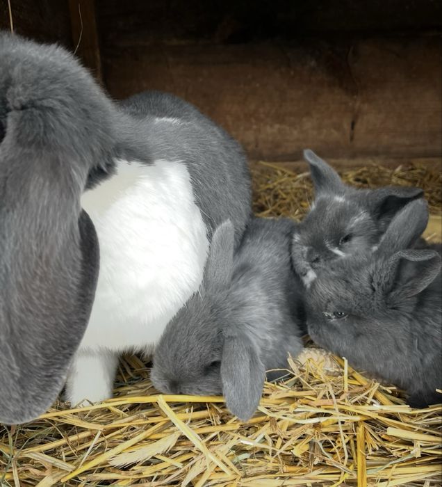 Barany Francuskie Niebieskie/Niebieskie Srokacz