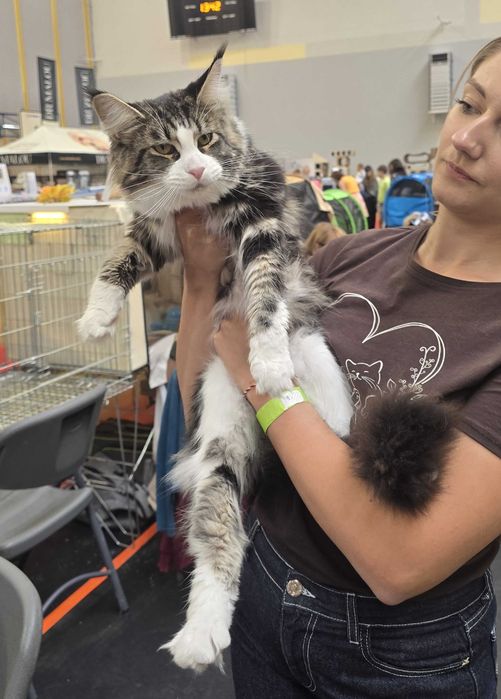 Piękna dziewczynka  Maine Coon
