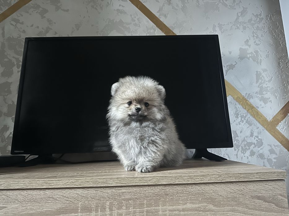 Померанский шпиц в медвежьем типе