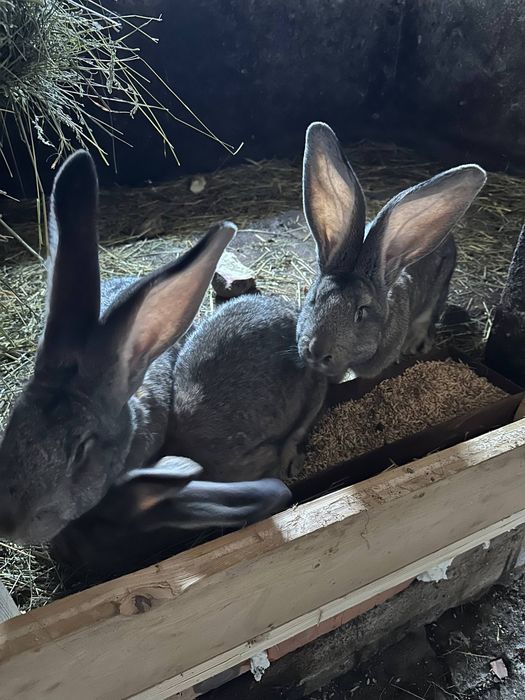 Продам бельгійського велетня вік 6місяців ,300грн кг