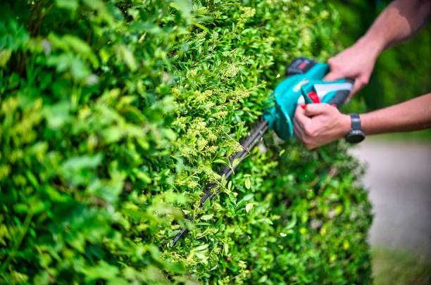 Manutençao/limpeza terrenos Jardins Pomares Casas Condominios Empresas