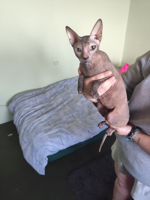 Sfinks doński doński brosh