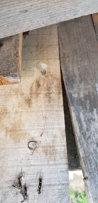 Дошки 25 обшивочні