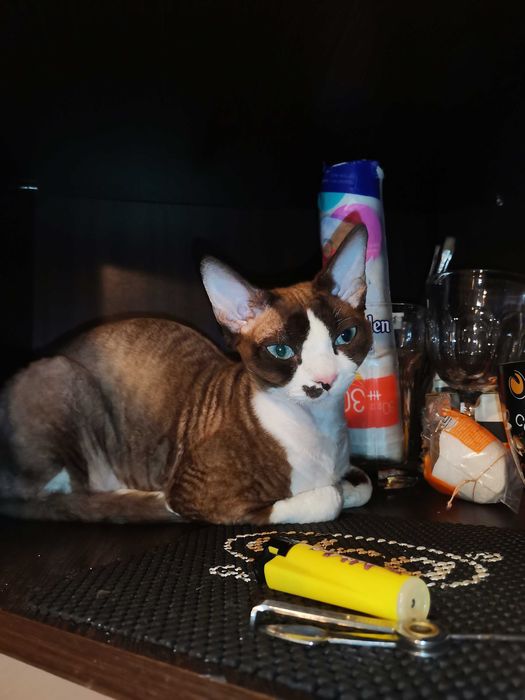 Вязка кота Девон-рекс