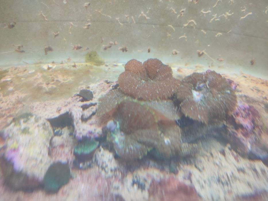 lote de  Corais 35 actinodiscus, xenias star polyp