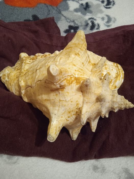 Продам ракушку океаническую