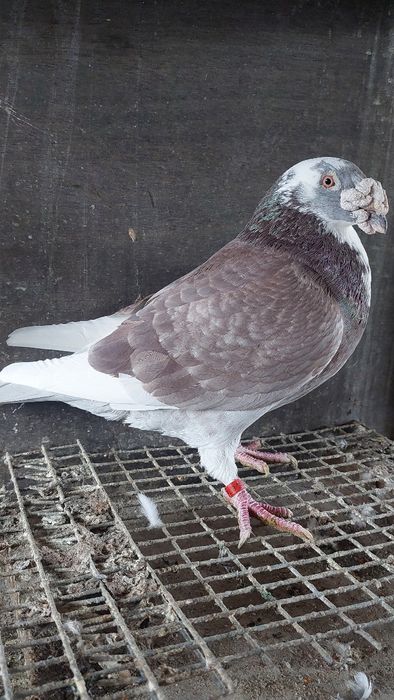 Golebie staropolskie