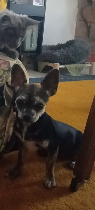 chihuahua macho | lop | microchip | vacinas em dia