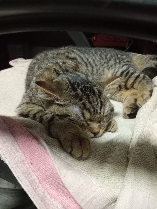 Котята шотландские