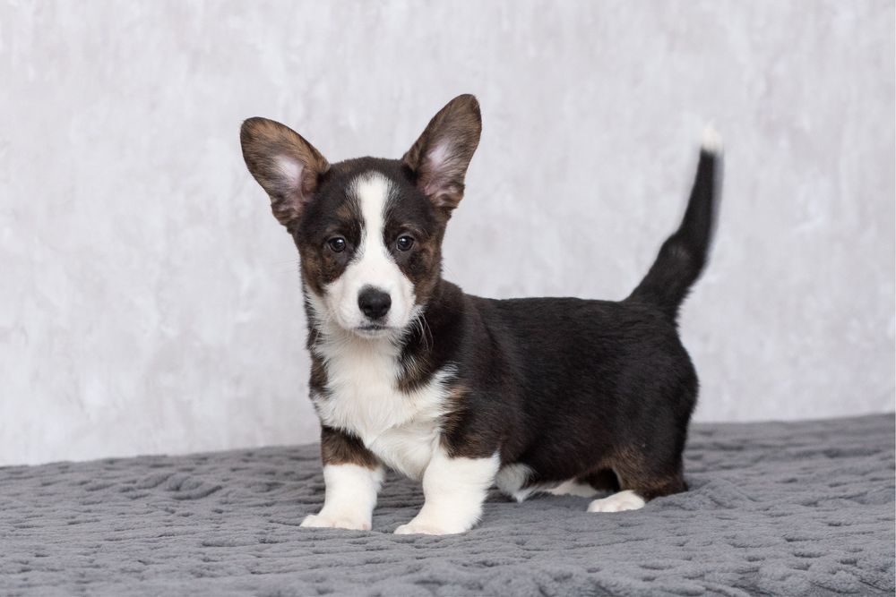 Цуценята Вельш Коргі Кардиган , родовід КСУ