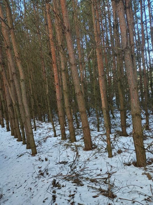 Drzewo sosnowe, tyczki, stemple budowlane do wlasnej wycinki