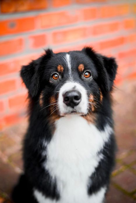 Chłopiec red merle owczarek australijski - odbiór koniec czerwca!