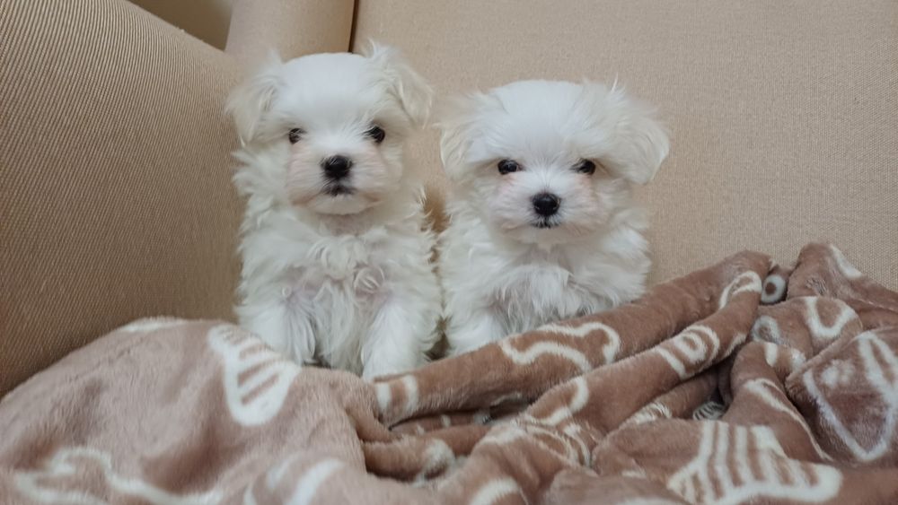 Maltańczyk mini piesek do rezerwacji