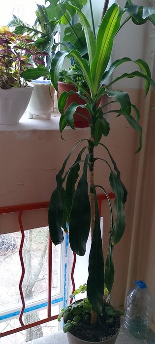 Драцена душиста 150+см