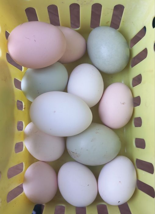 Jajka lęgowe mix