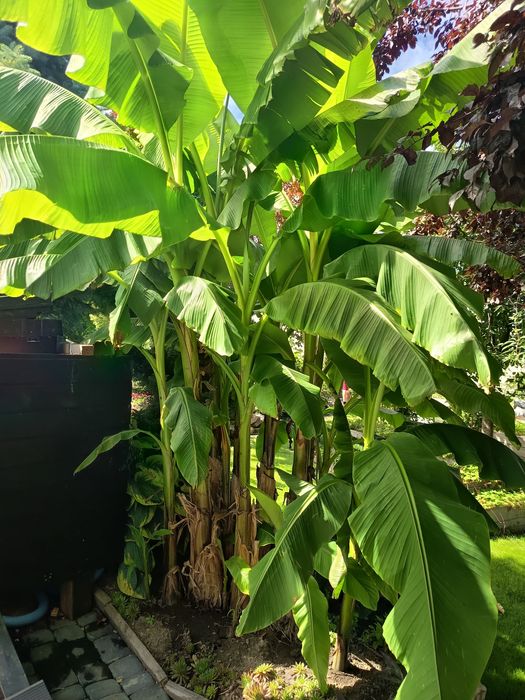 Bananowiec Musa Basjo