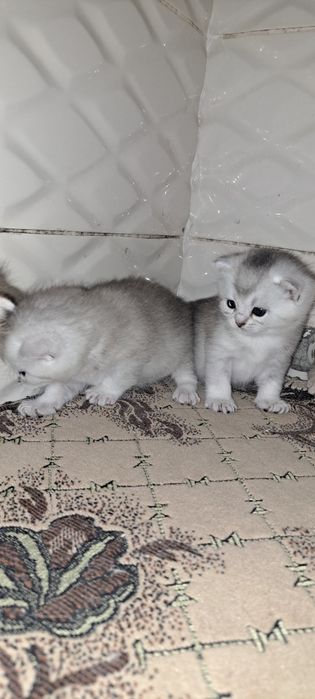 Кошенята британські срібна шиншила, вільно тільки срібло для броні