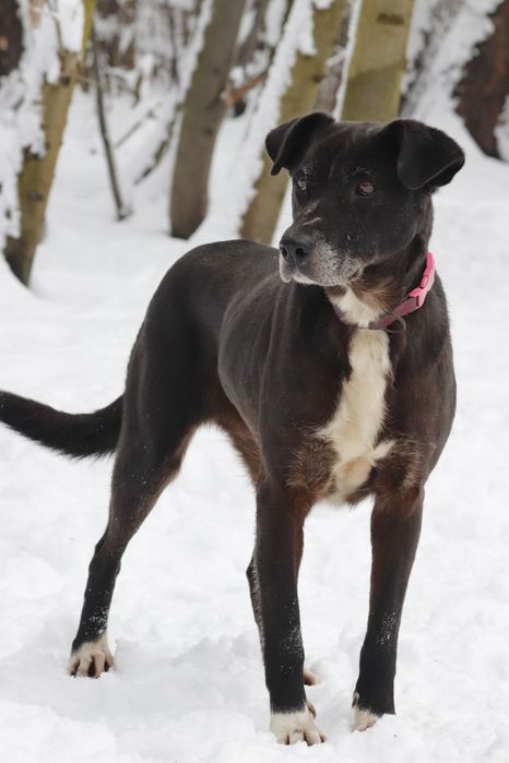 Czekoladowa Bora do adopcji