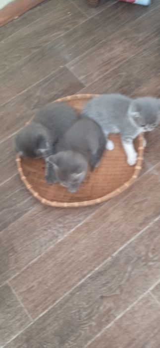Котешенята шукають нових друзів.