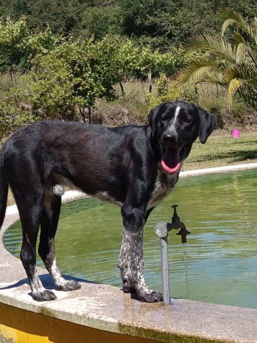 Tenho um Cão (Idade 1 ano)