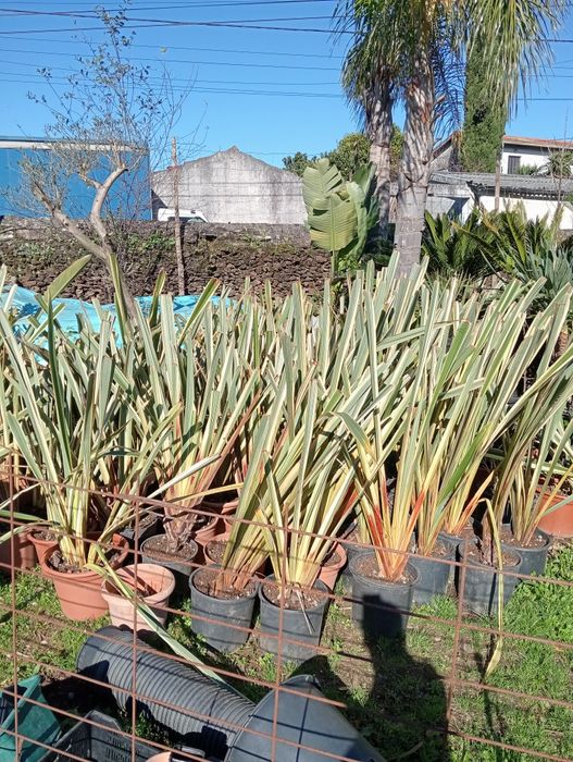 Vendo Phormium Tenax