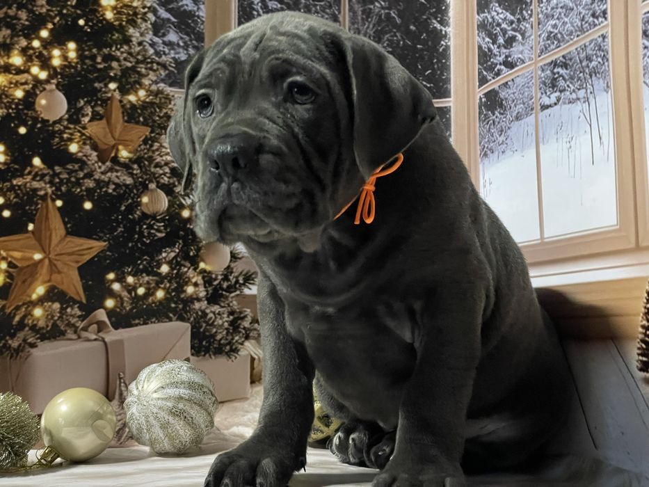 Цуценята Кане корсо