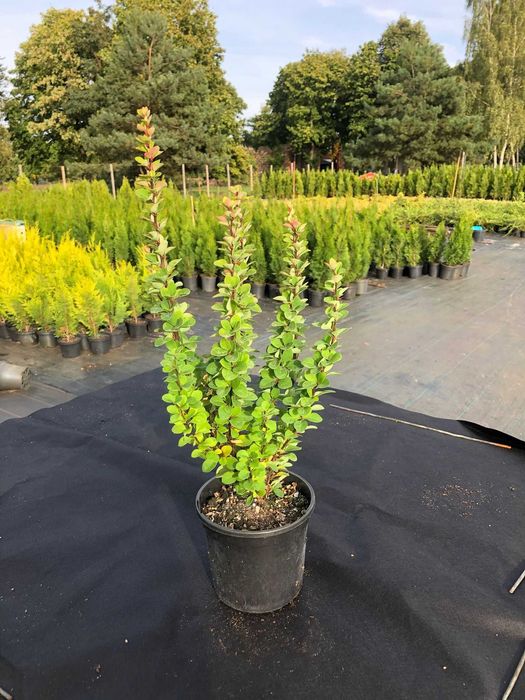 Berberys thunberga "Erecta" kolumnowy, idelany na żywopłot, doniczka 1,5l wysokość 70cm. Nie, nie kopany