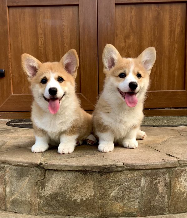 Вельш коргі пемброк