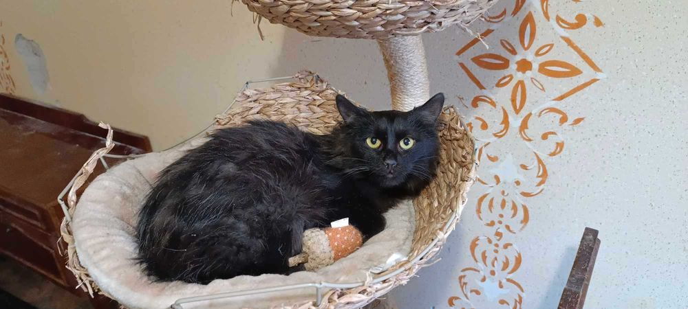 Eloy długowłosa kotka do adopcji