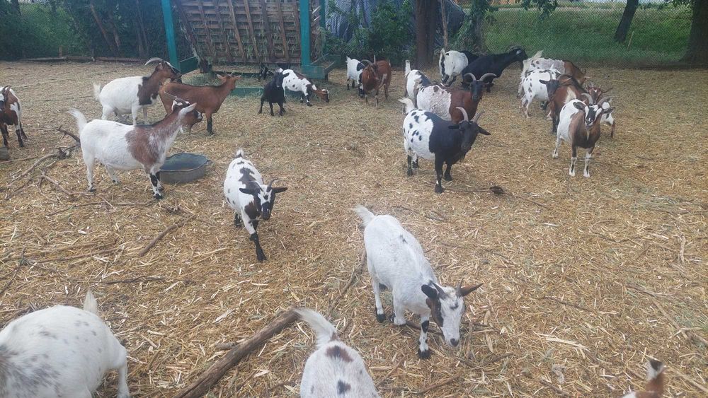 Продам племінне стадо камерунських кіз: 11 кіз + 1 цап (класичний стандарт
