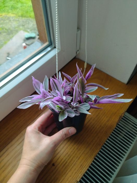 Традесканція Нанук (традесканция)