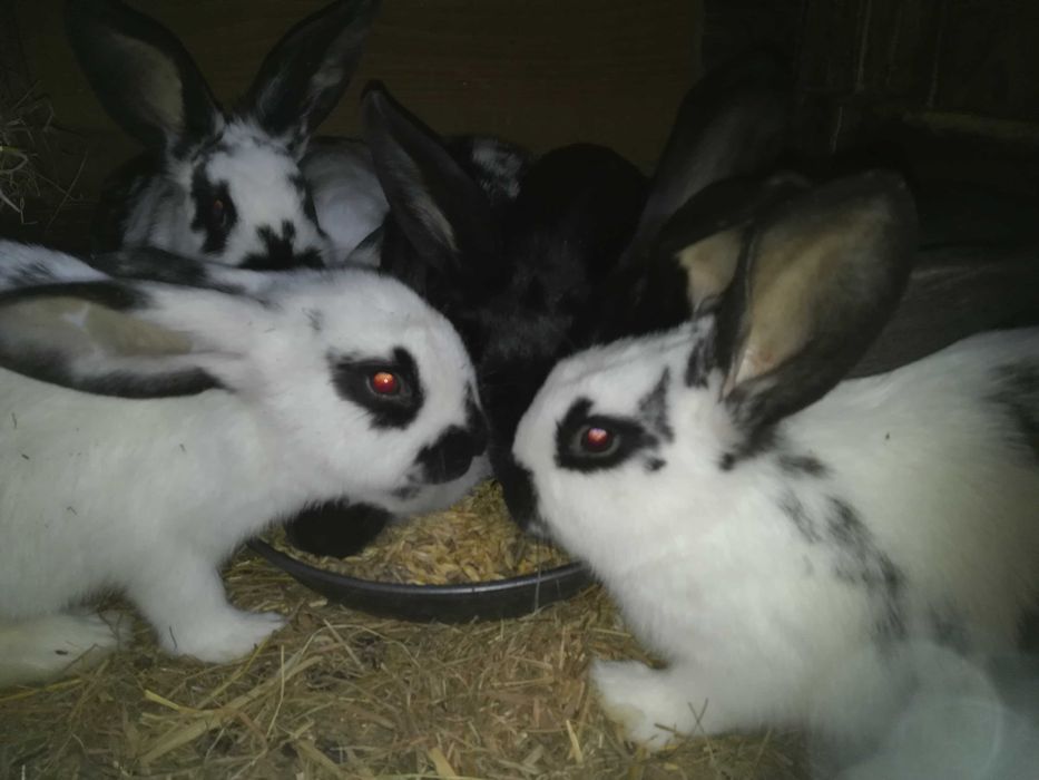 Króliki belgijskie,srokacze, barany francuskie