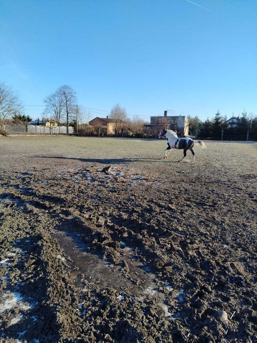 Sprzedam rocznego ogierka widocznego na zdjęciach
