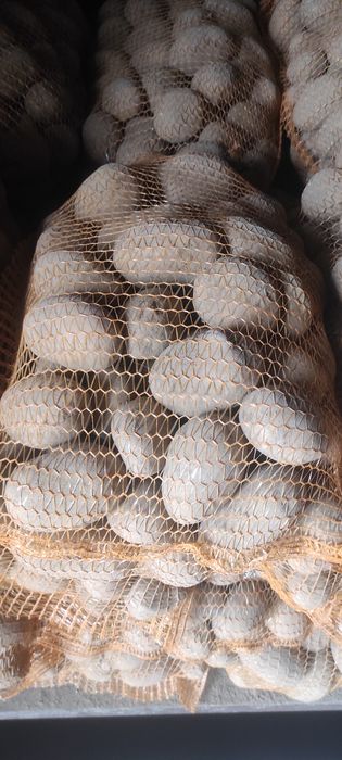 Ziemniaki jadalne Soraja