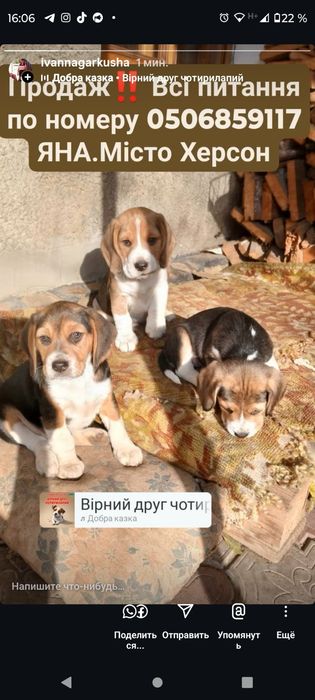 ЦуценятаБігляХерсон