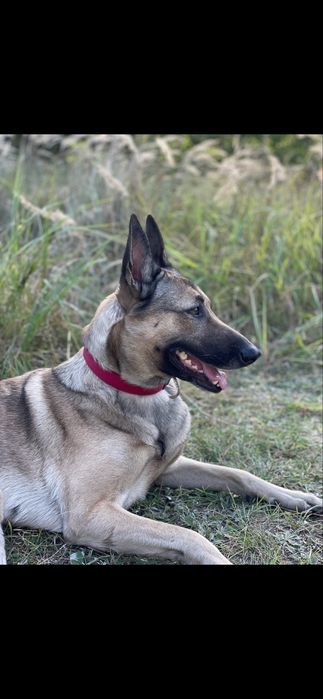 Собаки шукають дім