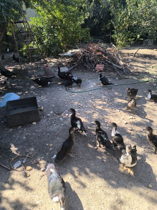 Patos mudos 10€ cada