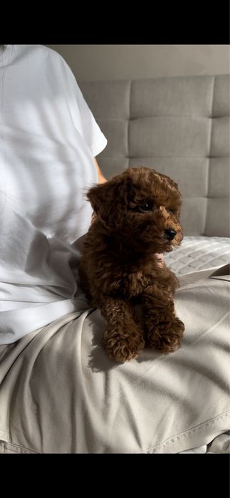 Малюки той пудель