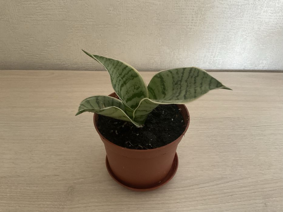 Сансевиерия Тиара платинум, ханни Крем