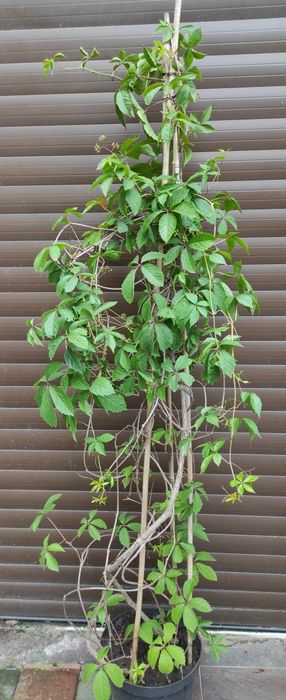 Bardzo duże winobluszcze 2,5m-3,5m