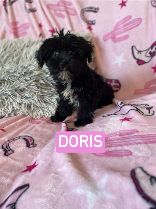 Doris yorkshire terrier black czarna sunia